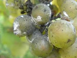uploads/images/pest/grapes mealy bug1.jpg